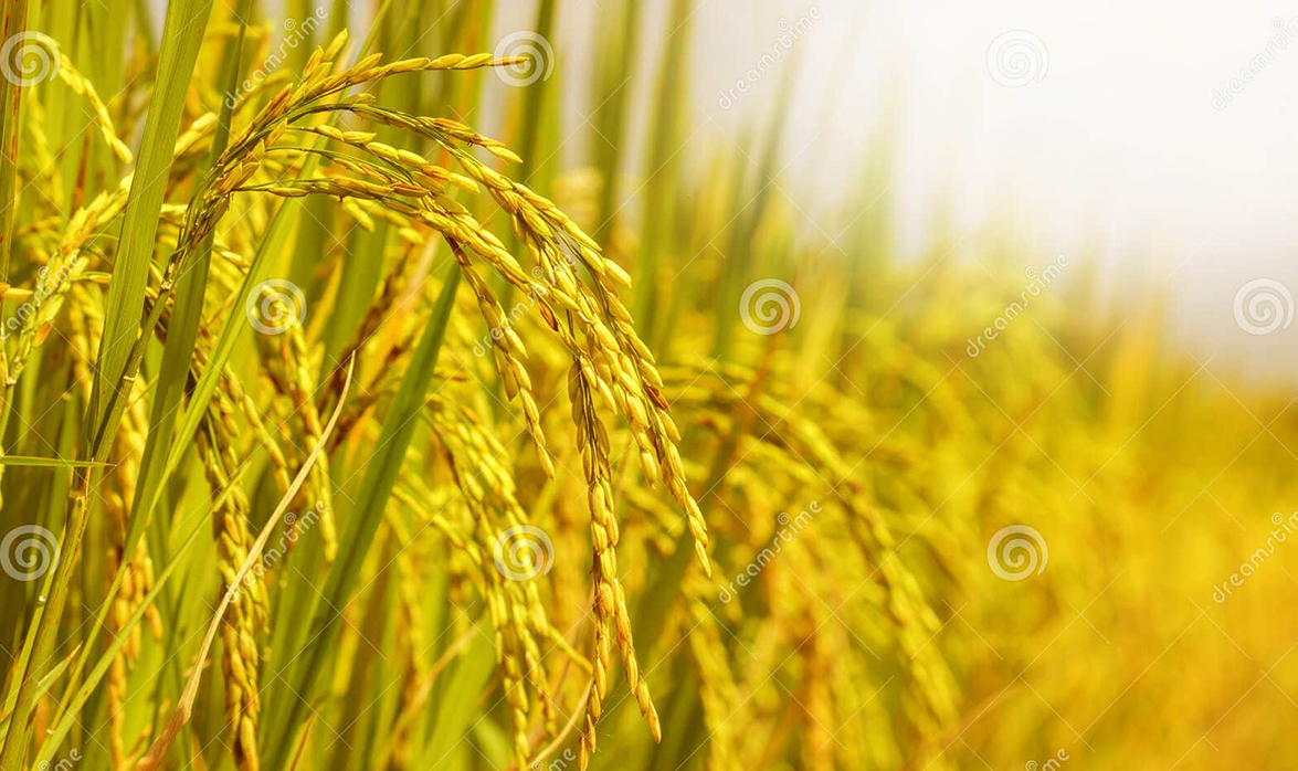 612b2ea547d1347a4d833134a31072a0_1750034777_4027.jpg 612b2ea547d1347a4d833134a31072a0_1750034777_4027.jpg